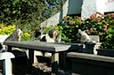 3 dames