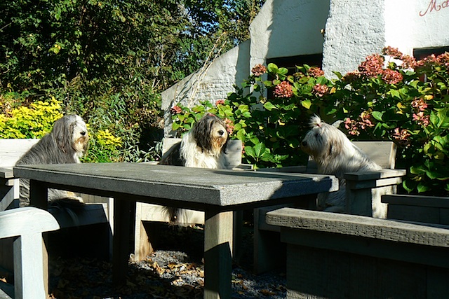 3 dames