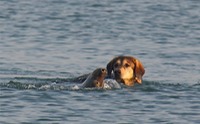 Een moedige zeehond speelt met Bolle :-)) - versie 2