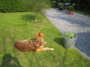 tuin