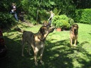 tuin