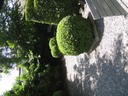 tuin