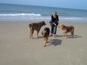 onze 3 honden: Goofy B, Coco en Mokka, 2005