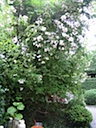 tuin