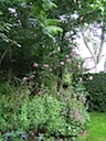 tuin