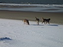 januari 2005